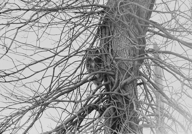 BW image of an owl in a tree looking at the camera