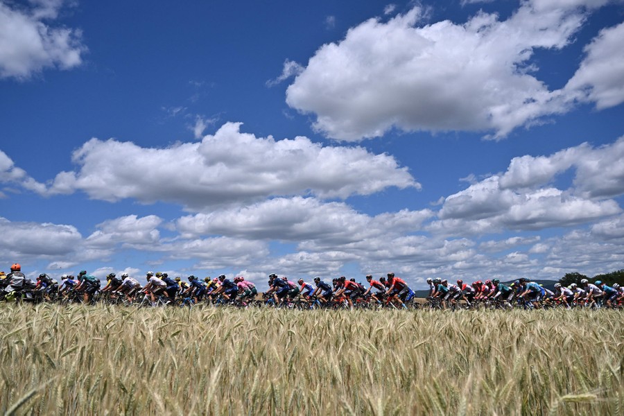 A pack of cyclists is seen during a race, on a road through a field of grain.