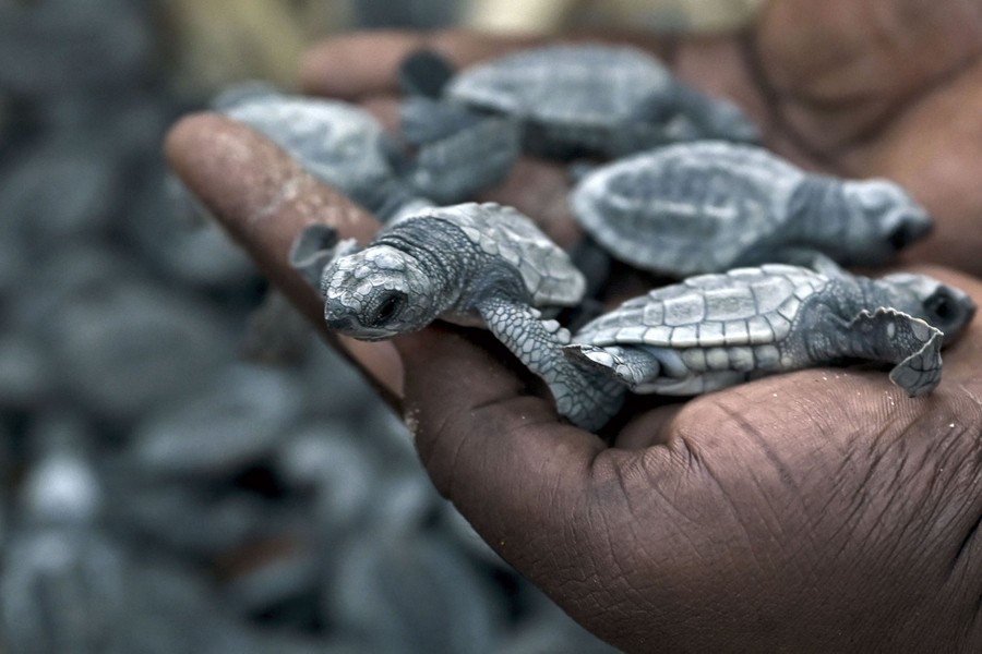 A person's hands are seen holding about five baby turtles.