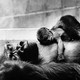 Black-and-white photo of two gorillas sleeping