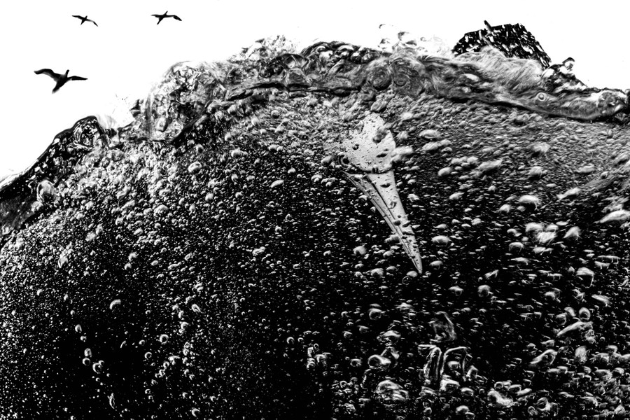 Una vista submarina de un ave marina buceando cerca de la superficie, su cabeza visible en una nube de burbujas