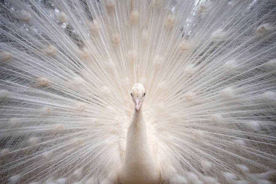 foto-van-de-maand-maart-2021-witte-paauw