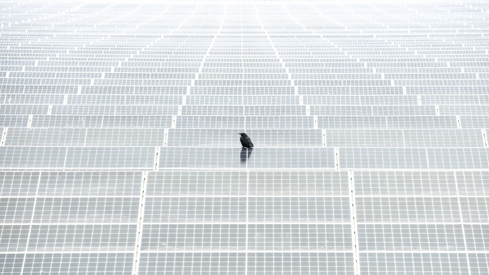 A lone bird perches on one panel in a vast field of solar panels.