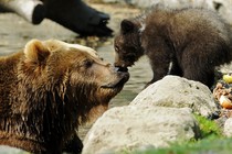 Two brown bears at a zoo in Hamburg, Germany