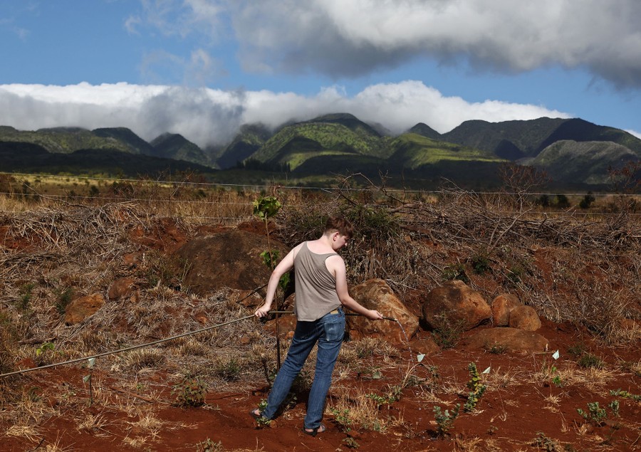 A person waters a small group of plants beside a large fallow field, a former sugarcane and pineapple plantation.