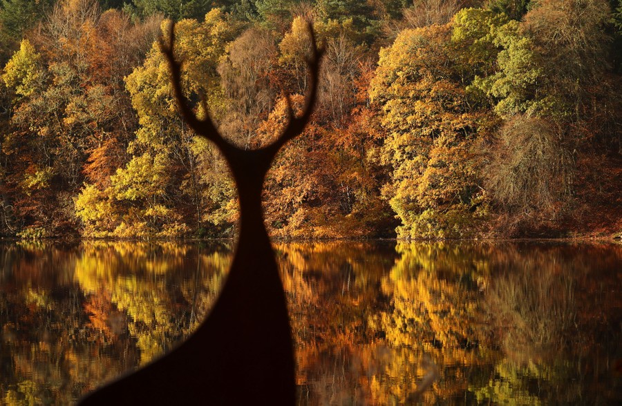 Autumn-colored trees stand along a Scottish loch.