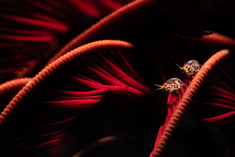 Two tiny colorful crustaceans cling to a branch underwater.