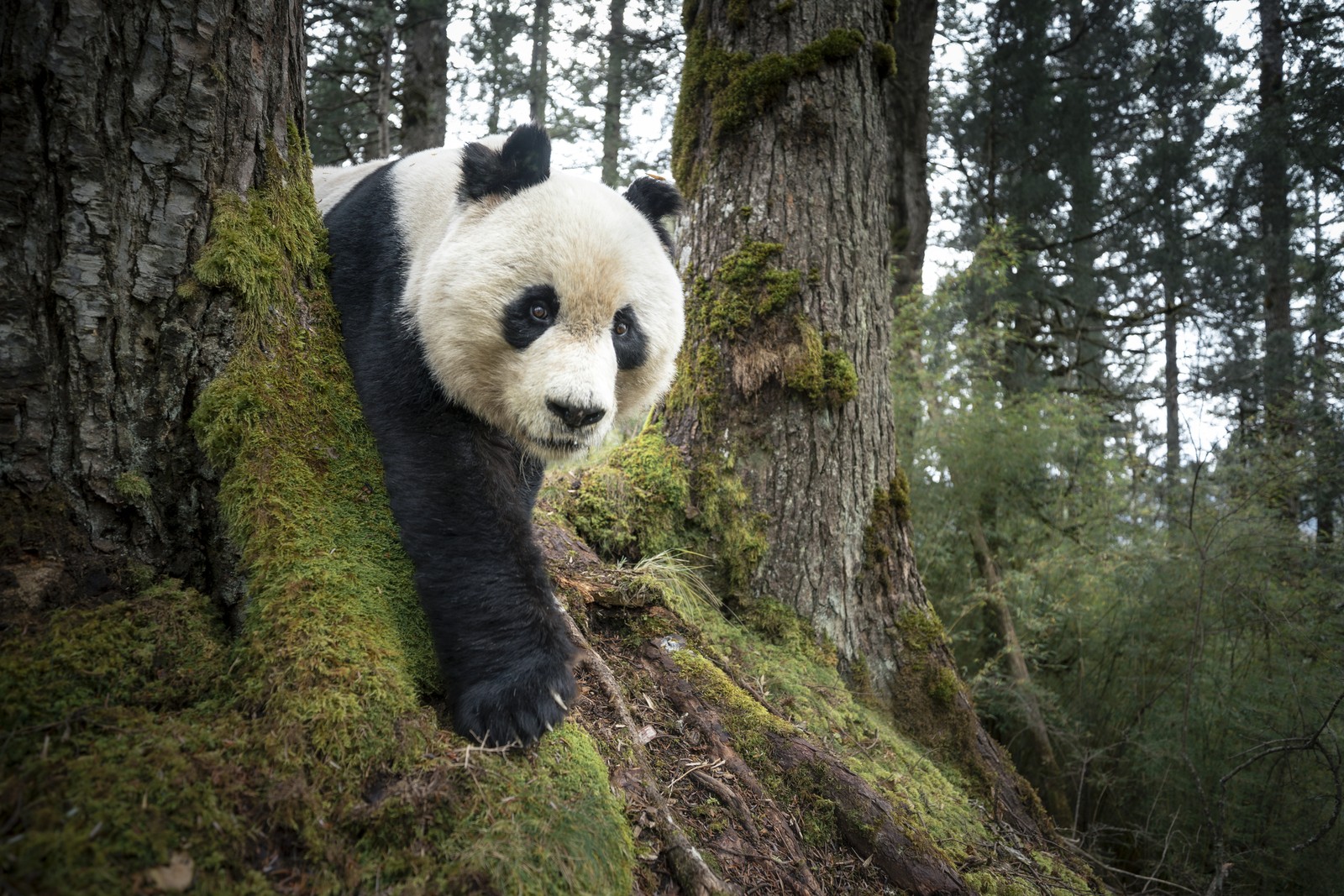 A giant panda walks among trees in a forest.