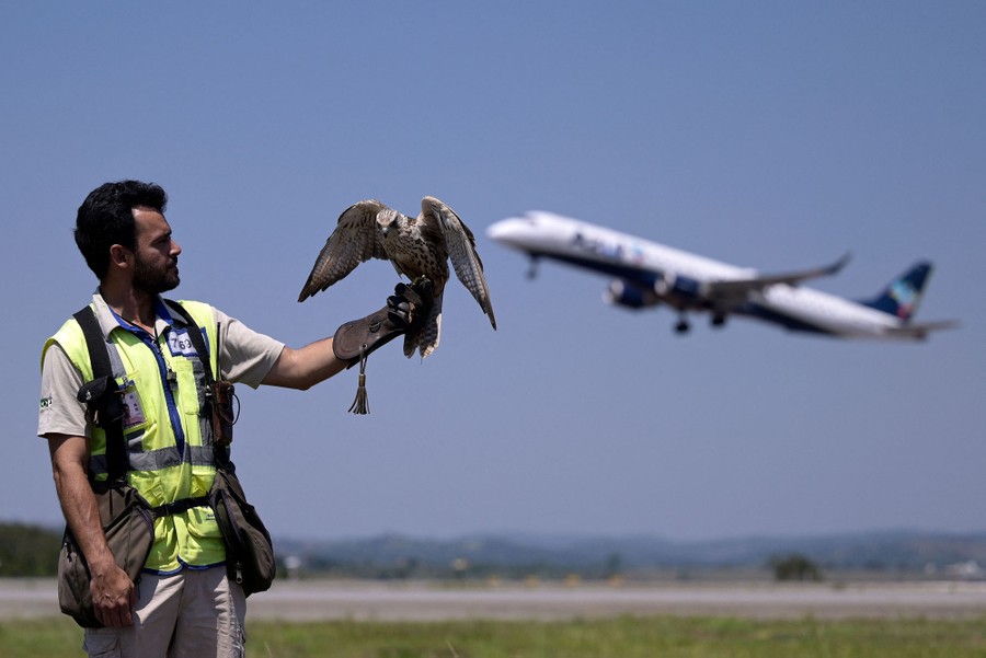 A person stands with a falcon perched on their hand, in front of an aircraft that is taking off.