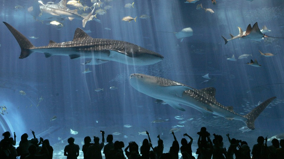 Texas State Aquarium - Happy Sea Star Sunday! Commonly known as