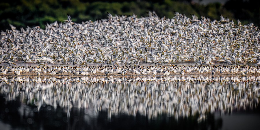 Hundreds of a black-crested and orange-billed elegant terns, seen in various stages of taking off from a sandbar