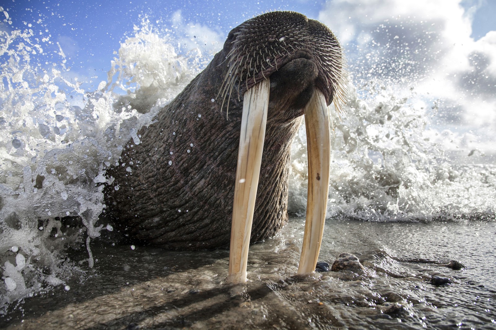 A walrus rests on a shoreline, its tusks in the sand, as a wave crashes over it