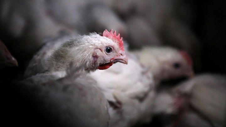 Chicken in a chicken farm