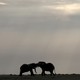 Elephants play against a hazy sky.