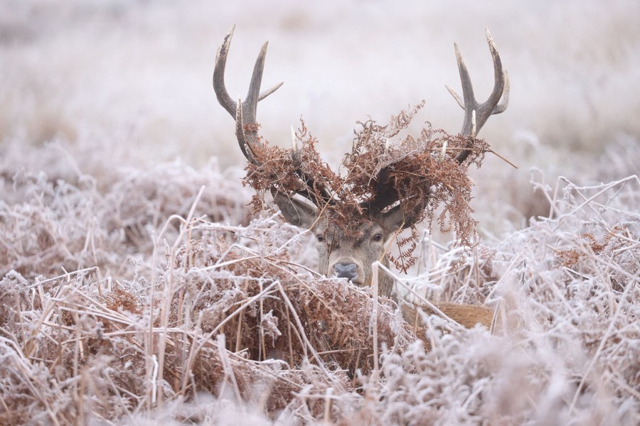 A deer lies in tall frosty grass, with foliage in its antlers.