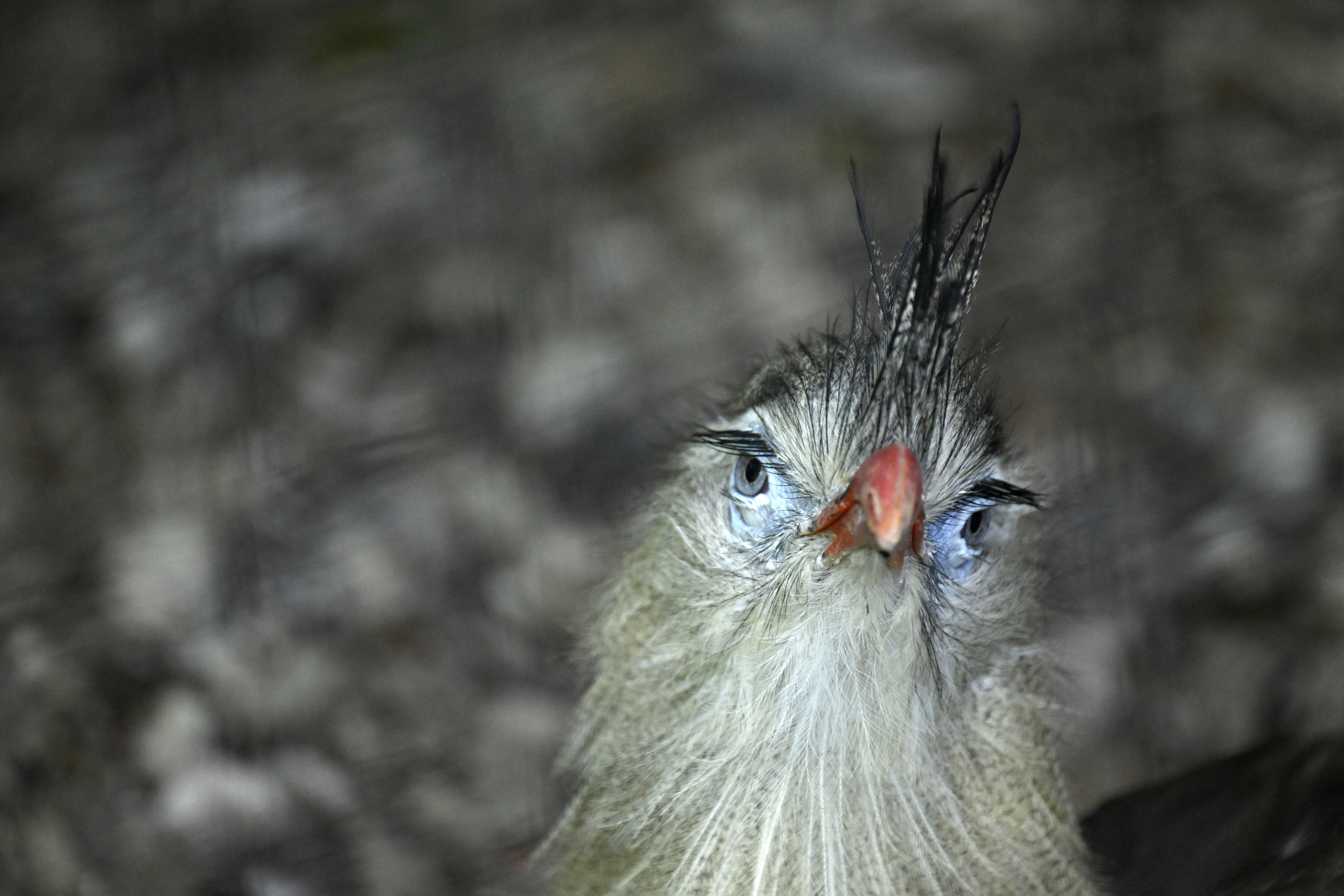 A bird, its head tilted, looks toward the camera.