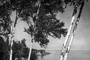 A black and white photograph of birch trees over cliffs