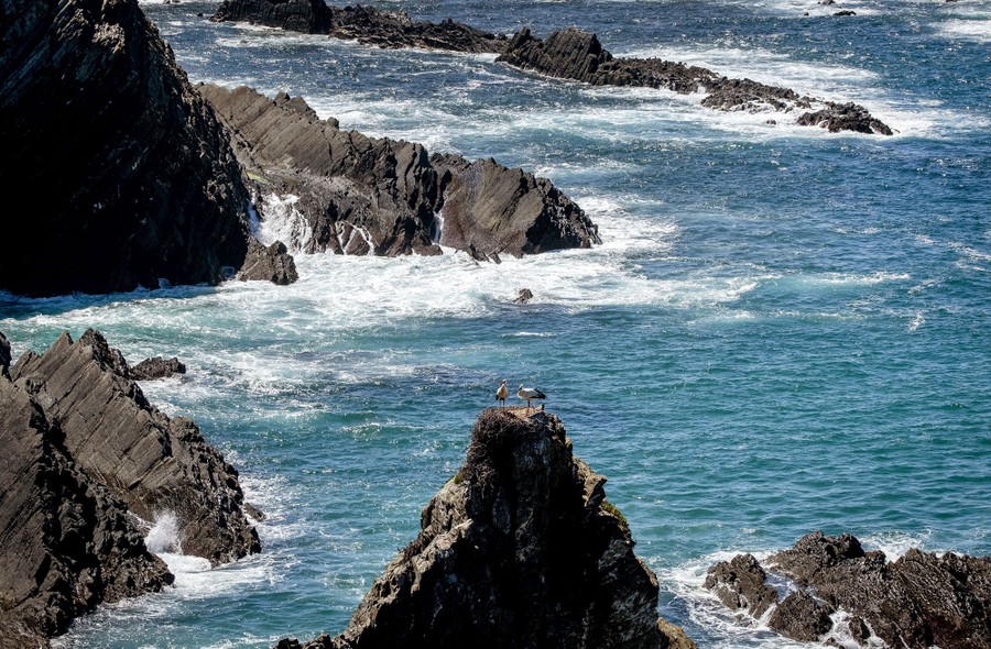 Two storks stand in their nest on rocks above the ocean.