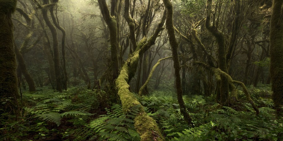 A dark and misty forest filled with moss-covered trees