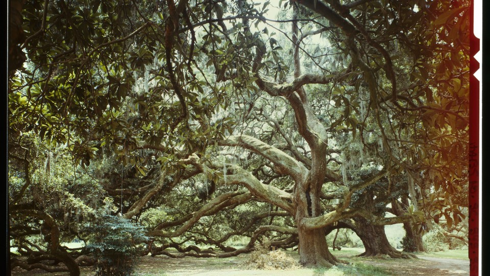 A survey photograph of a mulberry, at Cooper River, West Branch, Moncks Corner, Berkeley County, SC
