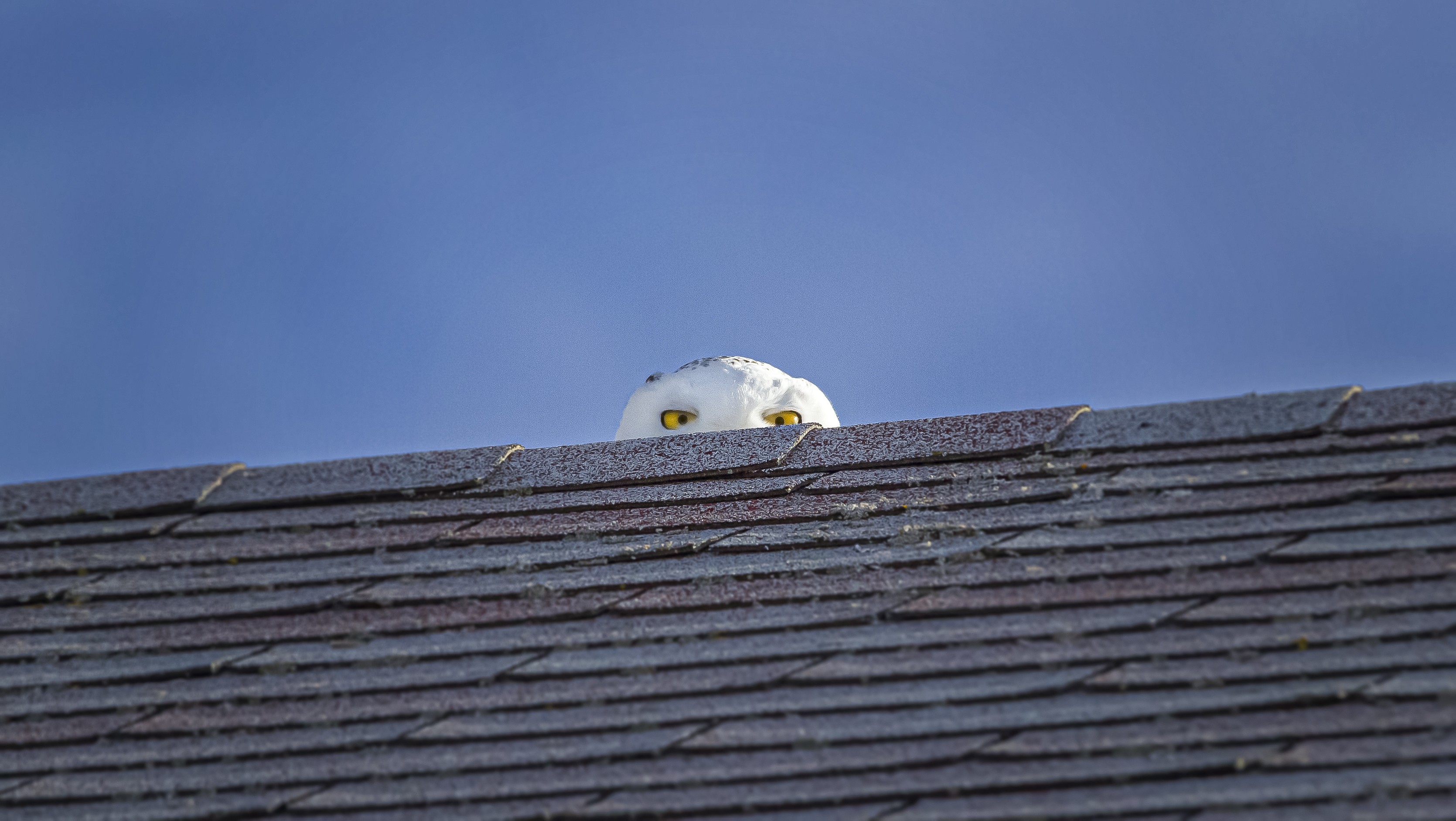 A snowy owl, barely seen, peeks over a roof.