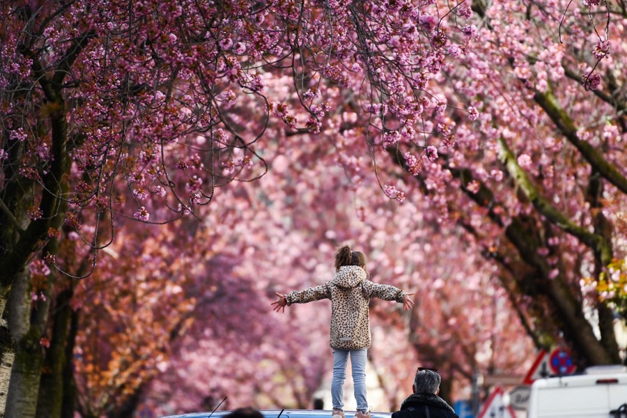 A girl stretches out her arms beneath blooming cherry trees.