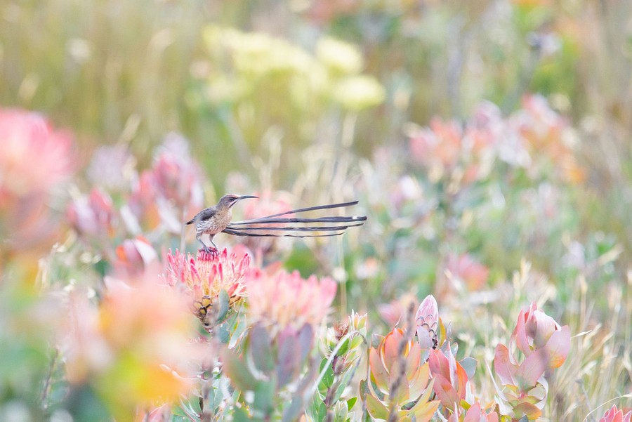 The 2020 Audubon Photography Awards - The Atlantic