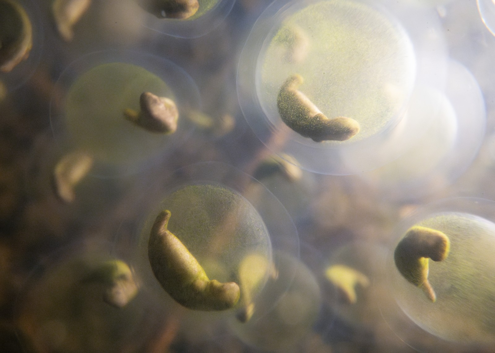 A close view of many transparent salamander eggs