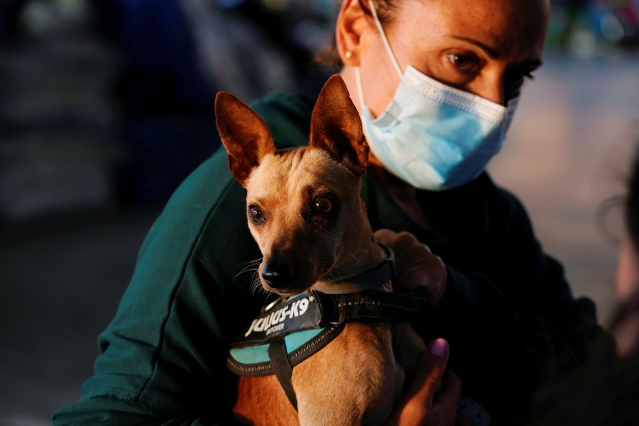 A person wearing a mask carries a small dog.