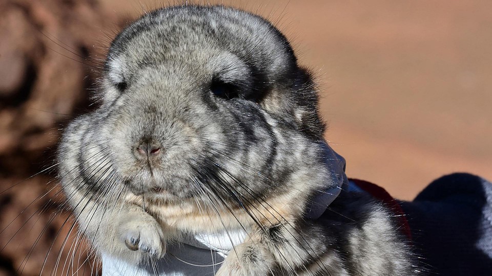 One of 25 endangered short-tailed chinchillas being relocated from the site of the mining project