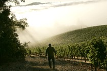 A silhouetted man walks toward a vineyard in fog