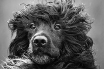 Black and white photograph of a Portuguese water dog