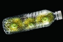 Anemones inside a plastic bottle
