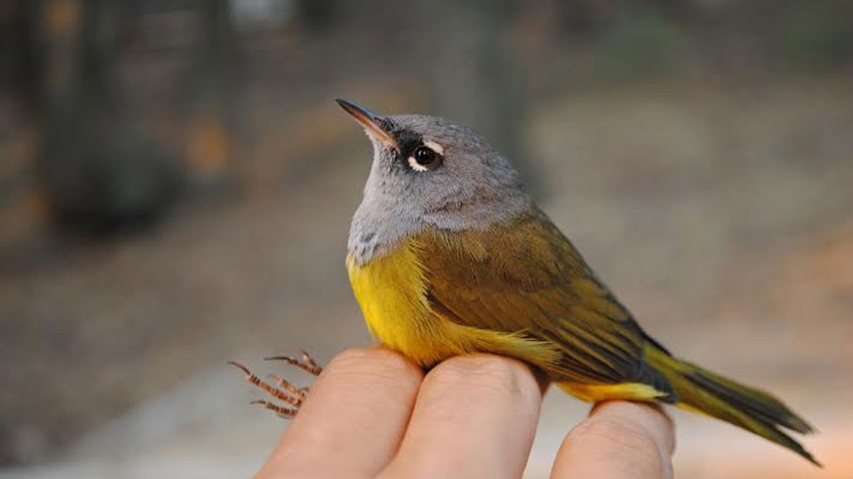 Phantom Road Experiment Shows How Traffic Noise Harms Birds The Atlantic