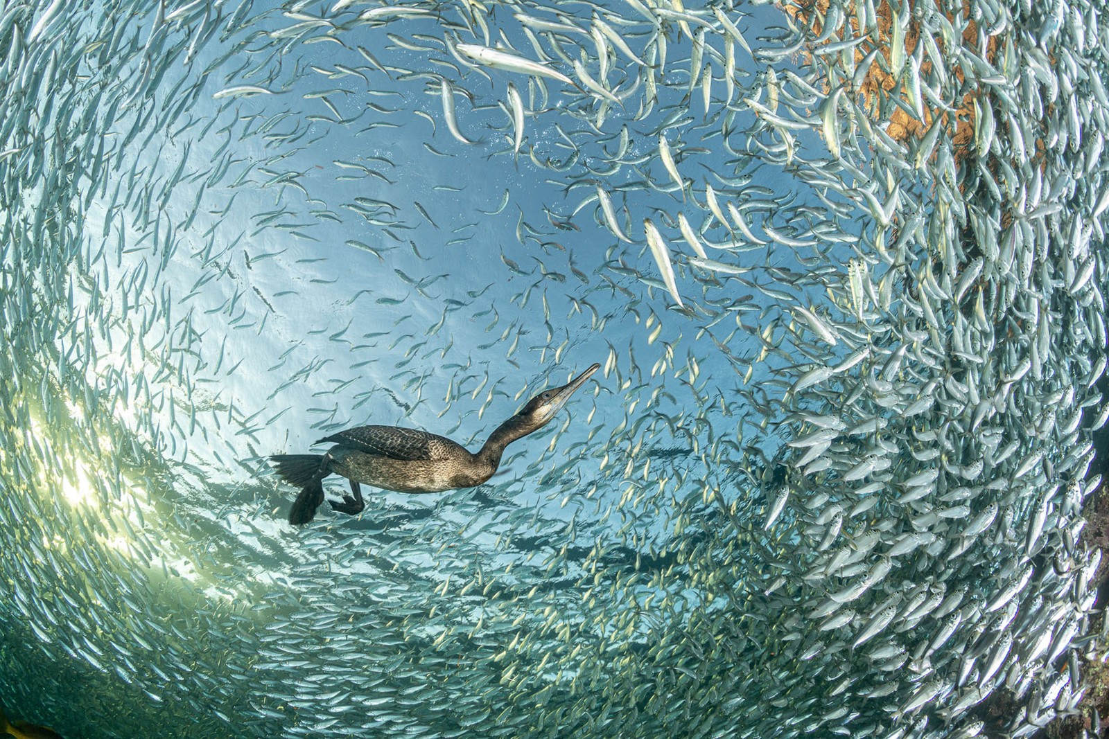 A cormorant swims into a swirling school of small fish, underwater.