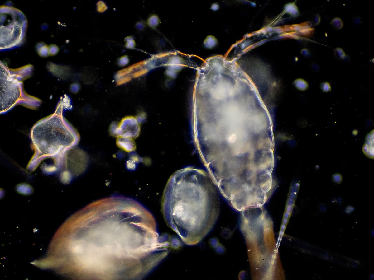 phytoplankton in ocean