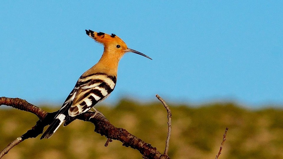 a hoopoe bird perched on a branch
