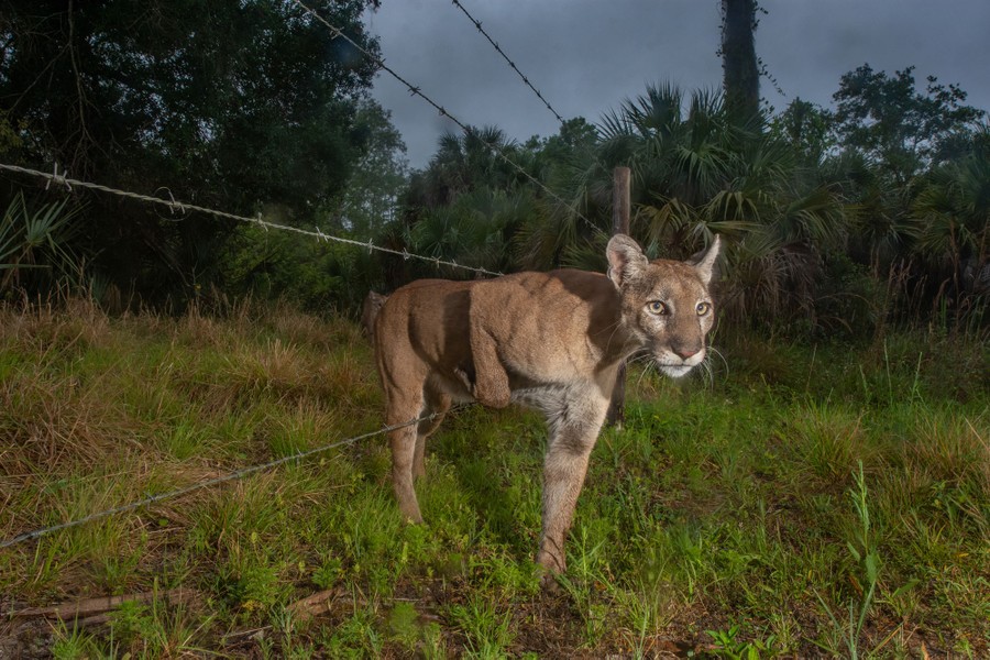 A panther walks through a barbed-wire fence surrounded by trees and palms.