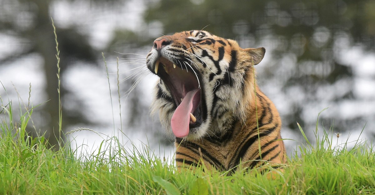 Tiger time. Долина тигров. Тигр атакует профиль. Tigar a4. Topeka Zoo.