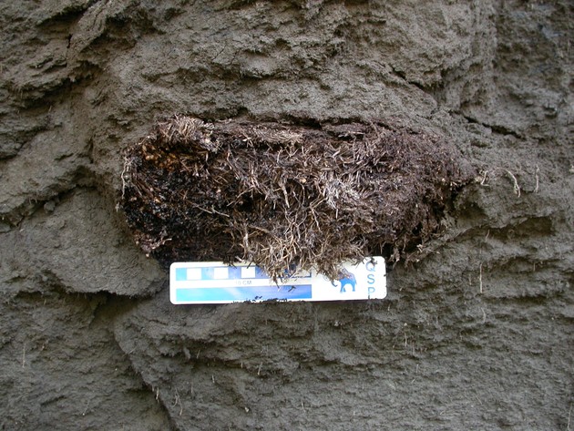 An ancient Arctic ground squirrel nest found in permafrost in the Yukon 
