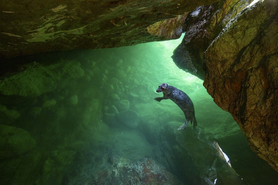 A seal swims in shallow green water inside a sea cave.