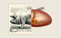 Illustration of a pig and a heart