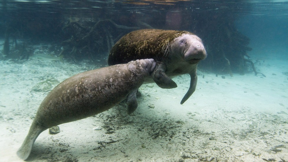 What Happens to Manatees During Hurricane Season in Florida - The Atlantic