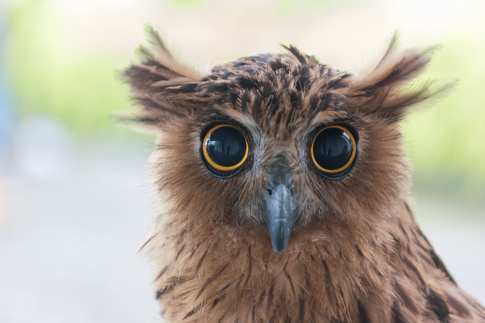 A close view of the face of an owl