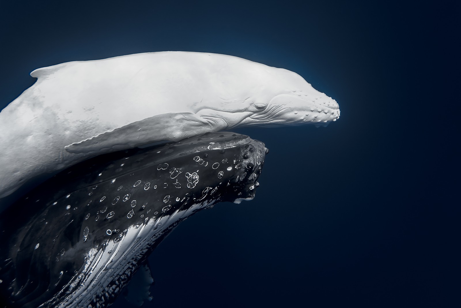 A white humpback whale calf swims close beside its mother, seen from underwater.
