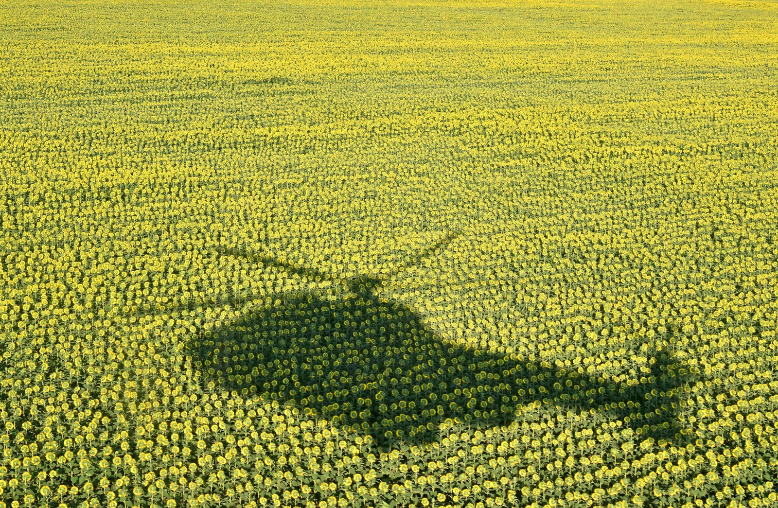 The shadow of a helicopter is seen on a field of sunflowers.
