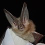 A Townsend’s big-eared bat