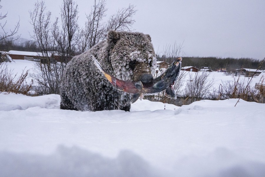 A grizzly bear, its fur encrusted with chunks of frozen ice, carries a frozen salmon in a snowy landscape.