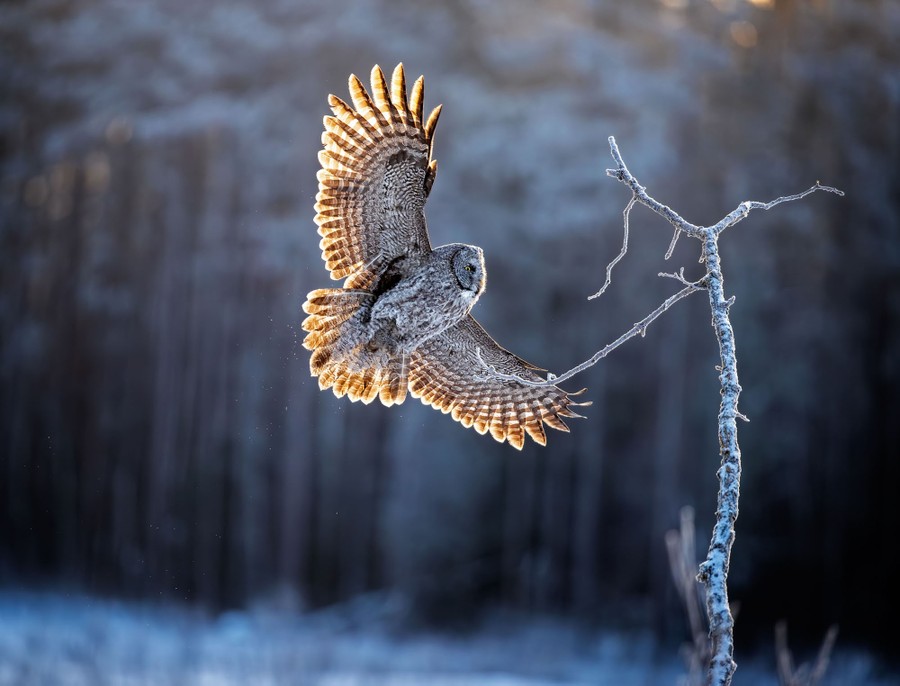 A great gray owl flies up from a frozen field to a bare branch.