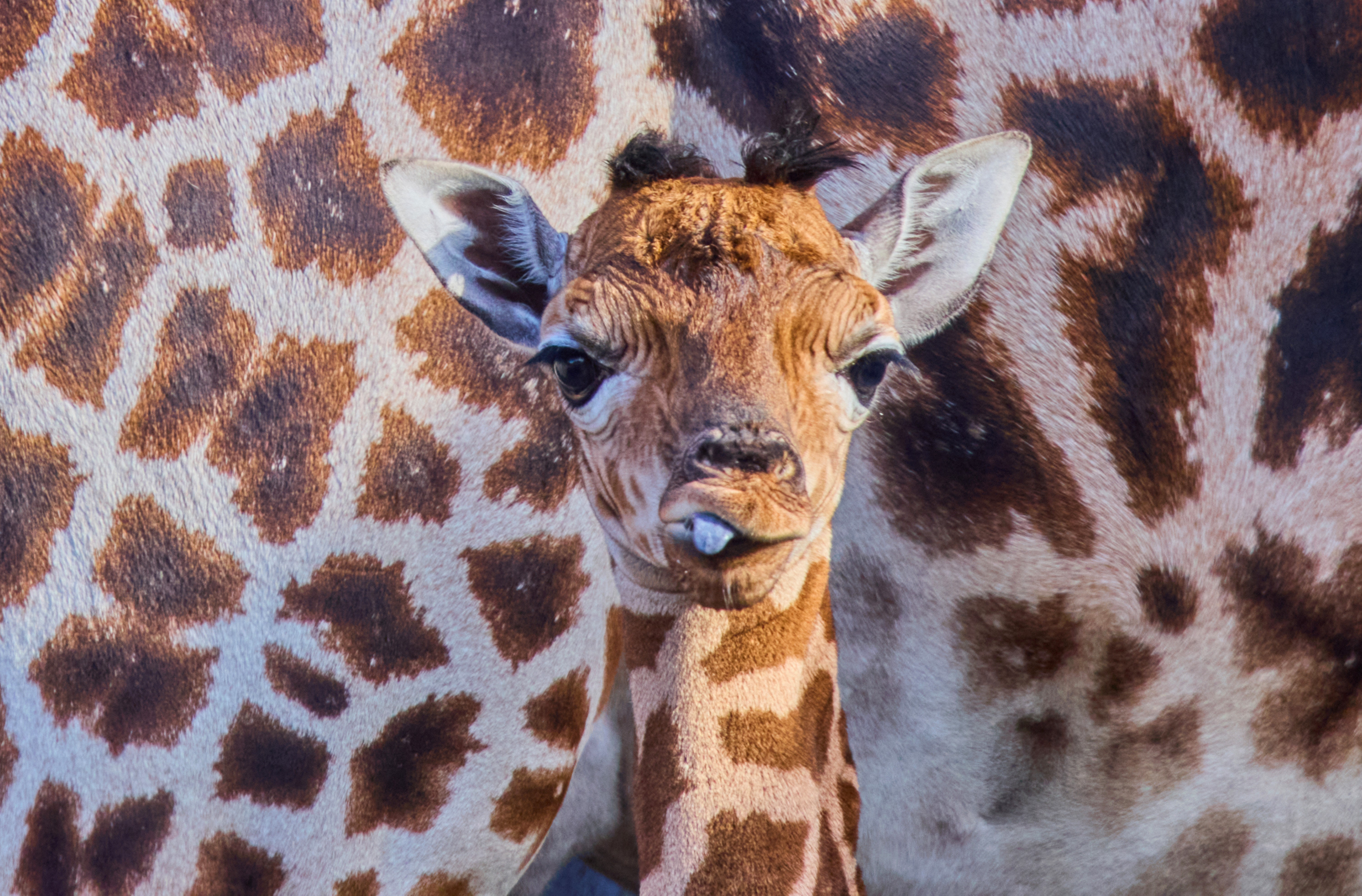 A days-old giraffe stands beside its mother, its tongue poking out of its mouth.